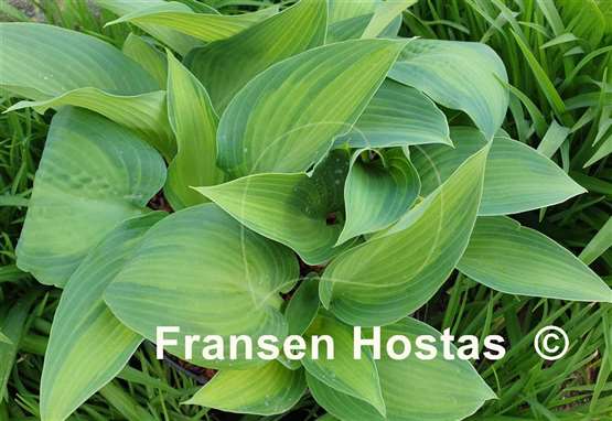 Hosta Paradise Flair